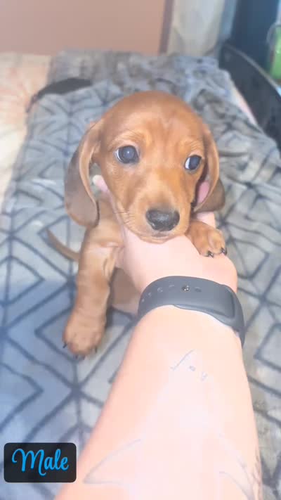 Red male , a male Miniature Dachshund for sale in Jacksonville, FL – 3 of 6