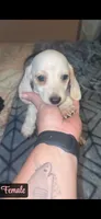 Cream piebald , a female Miniature Dachshund for sale in Jacksonville, FL – 1 of 6
