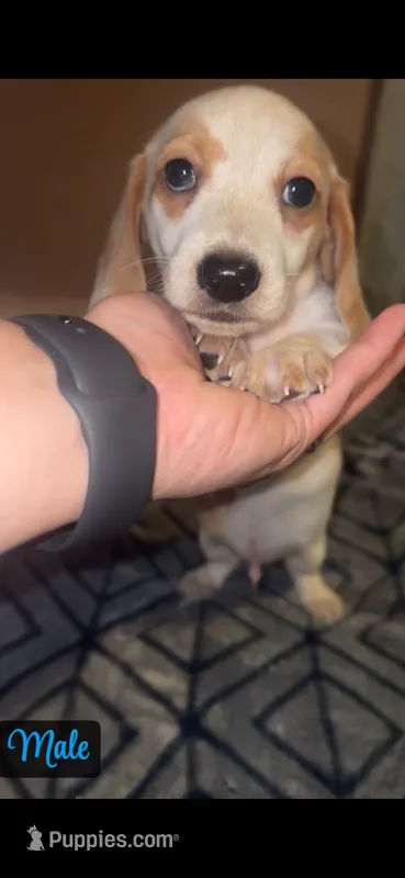 Cream piebald  – Miniature Dachshund puppy for sale in Jacksonville, FL