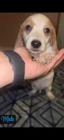 Cream piebald , a male Miniature Dachshund for sale in Jacksonville, FL – 1 of 6