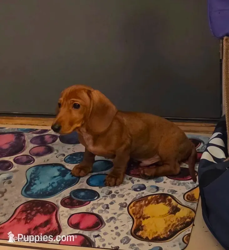 Red male  – Miniature Dachshund puppy for sale in Jacksonville, FL