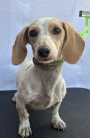 Red male , a male Miniature Dachshund for sale in Jacksonville, FL – 2 of 6