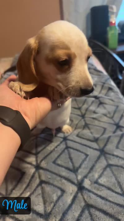 Cream piebald , a male Miniature Dachshund for sale in Jacksonville, FL – 3 of 6