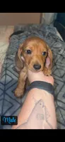 Red male , a male Miniature Dachshund for sale in Jacksonville, FL – 1 of 6