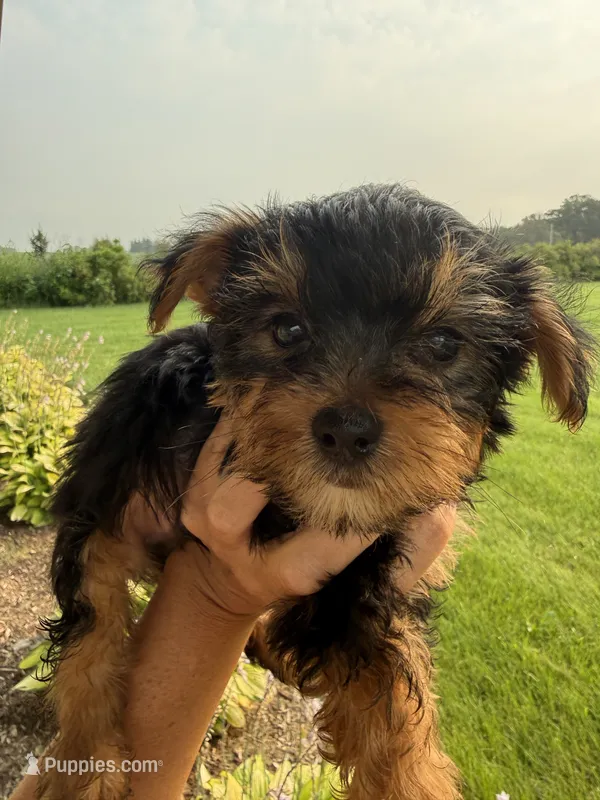 Brownies line green collar boy  – Yorkshire Terrier puppy for sale in Le Roy, MN