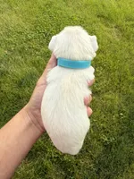 Hailey’s light blue collar boy , a male Miniature Schnauzer for sale in Le Roy, MN – 4 of 6