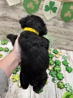 McKenzies yellow collar girl , a female Miniature Schnauzer for sale in Le Roy, MN – Photo 4 of 5