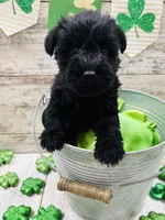 McKenzies yellow collar girl , a female Miniature Schnauzer for sale in Le Roy, MN – Photo 1 of 5