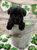 McKenzies yellow collar girl , a female Miniature Schnauzer for sale in Le Roy, MN – Photo 2 of 5