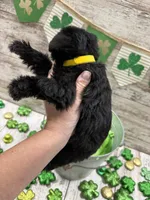McKenzies yellow collar girl , a female Miniature Schnauzer for sale in Le Roy, MN – Photo 3 of 5