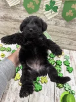 McKenzies yellow collar girl , a female Miniature Schnauzer for sale in Le Roy, MN – Photo 5 of 5