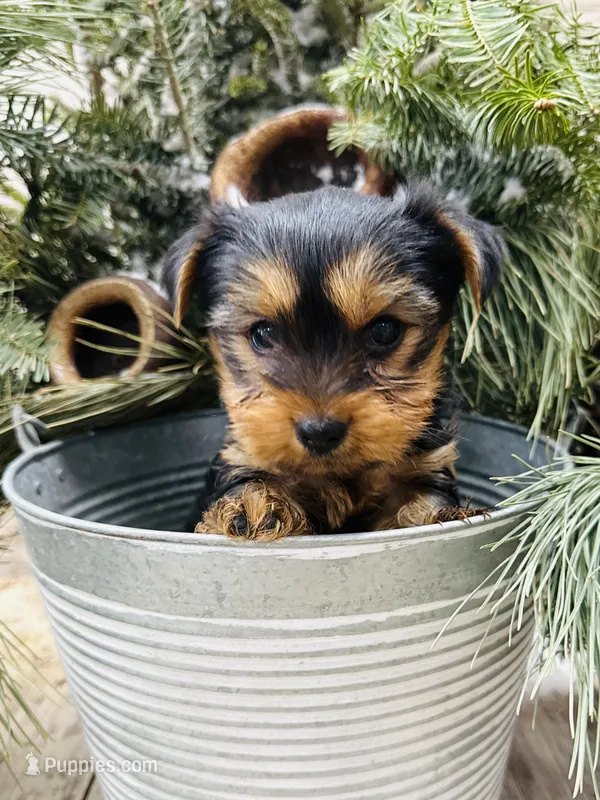 Casey’s blue collar boy 