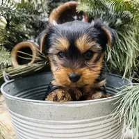 Casey’s blue collar boy , a male Yorkshire Terrier for sale in Le Roy, MN – Photo 1 of 7