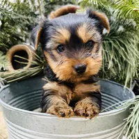 Casey’s blue collar boy , a male Yorkshire Terrier for sale in Le Roy, MN – Photo 4 of 7