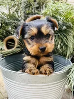 Casey’s blue collar boy , a male Yorkshire Terrier for sale in Le Roy, MN – Photo 4 of 7