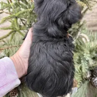 Casey’s blue collar boy , a male Yorkshire Terrier for sale in Le Roy, MN – Photo 6 of 7