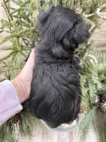 Casey’s blue collar boy , a male Yorkshire Terrier for sale in Le Roy, MN – Photo 6 of 7
