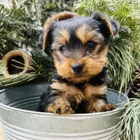 Casey’s blue collar boy , a male Yorkshire Terrier for sale in Le Roy, MN – Photo 3 of 7