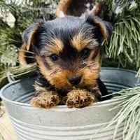 Casey’s blue collar boy , a male Yorkshire Terrier for sale in Le Roy, MN – Photo 2 of 7