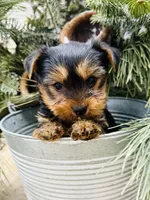 Casey’s blue collar boy , a male Yorkshire Terrier for sale in Le Roy, MN – Photo 2 of 7