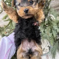 Casey’s blue collar boy , a male Yorkshire Terrier for sale in Le Roy, MN – Photo 5 of 7