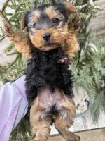 Casey’s blue collar boy , a male Yorkshire Terrier for sale in Le Roy, MN – Photo 5 of 7