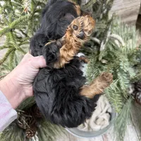 Casey’s blue collar boy , a male Yorkshire Terrier for sale in Le Roy, MN – Photo 7 of 7
