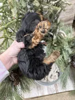 Casey’s blue collar boy , a male Yorkshire Terrier for sale in Le Roy, MN – Photo 7 of 7