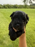 Chloe’s green collar boy , a male Miniature Schnauzer for sale in Le Roy, MN – 1 of 6