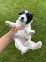 Chloe red collar girl , a female Miniature Schnauzer for sale in Le Roy, MN – 6 of 6