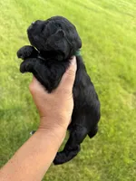 Chloe’s green collar boy , a male Miniature Schnauzer for sale in Le Roy, MN – 3 of 6