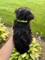 Brownies line green collar boy , a male Yorkshire Terrier for sale in Le Roy, MN – 2 of 3