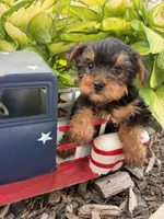 Brownies line green collar boy , a male Yorkshire Terrier for sale in Le Roy, MN – 3 of 3