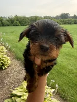 Brownies blue collar boy , a male Yorkshire Terrier for sale in Le Roy, MN – 4 of 4