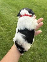 Chloe red collar girl , a female Miniature Schnauzer for sale in Le Roy, MN – 2 of 6
