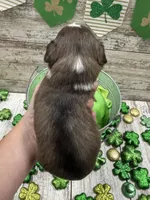 Brownies chocolate parti boy , a male Miniature Schnauzer for sale in Le Roy, MN – Photo 3 of 3