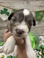 Brownies chocolate parti boy , a male Miniature Schnauzer for sale in Le Roy, MN – Photo 1 of 3