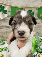 Brownies chocolate parti boy , a male Miniature Schnauzer for sale in Le Roy, MN – Photo 2 of 3