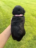 Hopes light pink collar girl , a female Miniature Schnauzer for sale in Le Roy, MN – 3 of 4