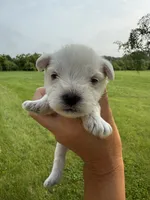 Hailey’s light blue collar boy , a male Miniature Schnauzer for sale in Le Roy, MN – 2 of 6