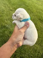 Hailey’s light blue collar boy , a male Miniature Schnauzer for sale in Le Roy, MN – 3 of 6