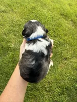Chloe’s dark blue collar boy , a male Miniature Schnauzer for sale in Le Roy, MN – 6 of 6