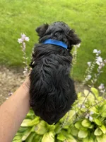 Brownies blue collar boy , a male Yorkshire Terrier for sale in Le Roy, MN – 3 of 4