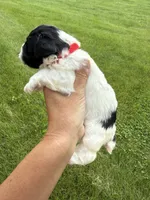 Chloe red collar girl , a female Miniature Schnauzer for sale in Le Roy, MN – 4 of 6