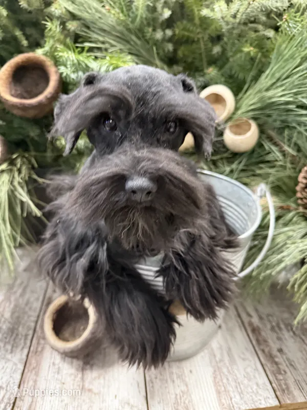 Hopes light blue collar