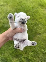 Hailey’s light blue collar boy , a male Miniature Schnauzer for sale in Le Roy, MN – 5 of 6