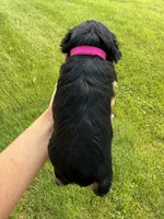 Hopes dark pink collar girl , a male Miniature Schnauzer for sale in Le Roy, MN – 2 of 4