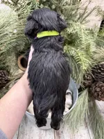 Hailey’s tiny lime green collar boy , a male Miniature Schnauzer for sale in Le Roy, MN – Photo 6 of 6