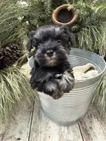 Hailey’s tiny lime green collar boy , a male Miniature Schnauzer for sale in Le Roy, MN – Photo 3 of 6