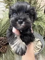 Hailey’s tiny lime green collar boy , a male Miniature Schnauzer for sale in Le Roy, MN – Photo 2 of 6